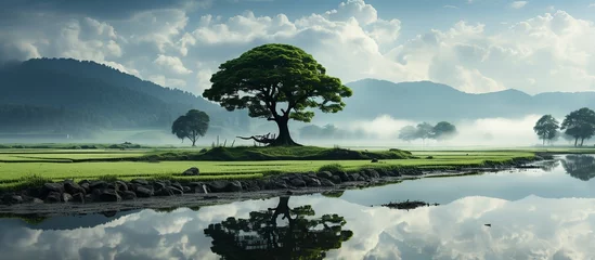Foto op Canvas One tree surround by Paddy field background © KRIS