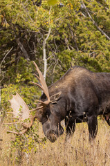 Bull Moose During the Fall Rut in Wyoming