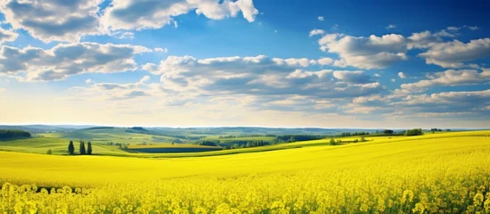 Foto op Plexiglas A picturesque landscape featuring a field of vibrant yellow flowers under a clear blue sky, creating a stunning contrast of colors in the natural meadow © AkuAku