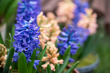 kolorowe, pachnące hiacynty w ogrodzie, wiosenne kwiaty