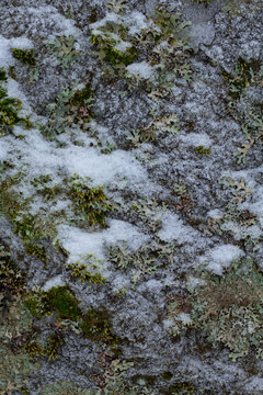 frozen surface of a rock with moss