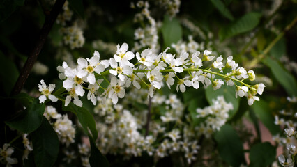 tree branch with small white flowers blossoming tree branch