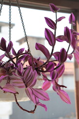 Silver Inch Plant (Tradescantia zebrina) also known as Wandering Jew plant on white pot . Spiderwort plant. Tradescantia albiflora. Tradescantia zebrina.Houseplant for home decor. purple leaf plant. 