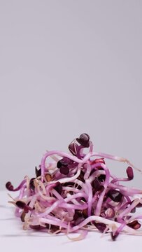 Slow motion of bio purple radish sprouts rotating against white background. Fresh organic micro greens or edible seedlings on a plate. Concept of healthy lifestyle, vegetarian or raw food diet.