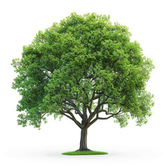Beautiful fresh green deciduous tree, AI Generative.