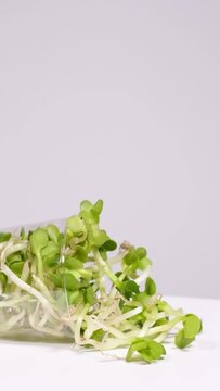 Slow motion of bio green radish sprouts rotating against white background. Fresh organic micro greens or edible seedlings on a plate. Concept of healthy lifestyle, vegetarian or raw food diet.