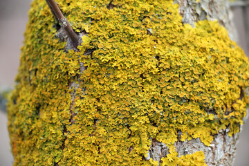 The lichen Xanthoria parietina grows on the bark of a tree.