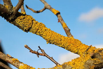 The lichen Xanthoria parietina grows on the bark of a tree.
