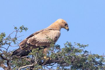Pale morph Tawny Eagle (Aquila rapax), Kalahari, Northern Cape, South Africa perched in tree