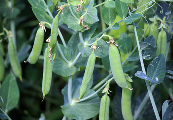 Green pea pods are ripening on the bush