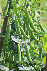 Green pea pods are ripening on the bush