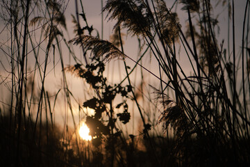 Grasses by the lake, sunny day, sunset