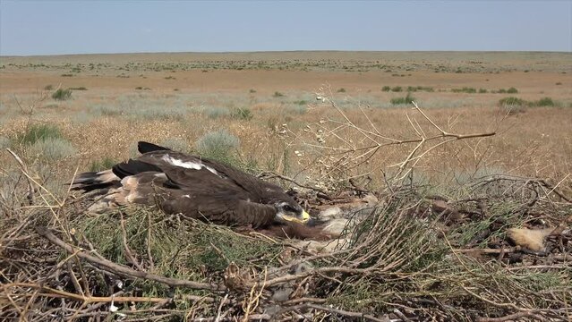 Kalmykia, Black Lands reserve. Eagle chicks before leaving the nest.