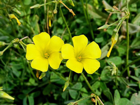 Beautiful flowers of a very striking yellow color. 
Oxalis pes-caprae
