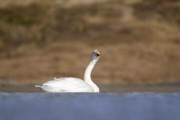 Singschwan Cygnus cygnus