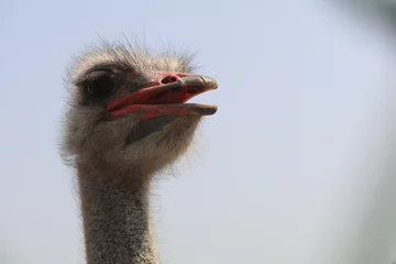Sierkussen ostrich head close up , realistic Photo  © Afaq