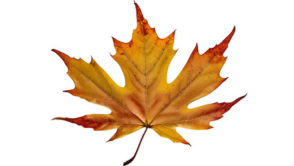 maple leaf isolated on transparent background.