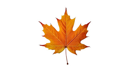 maple leaf isolated on transparent background.