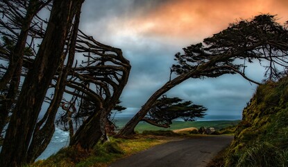 Broken Cypress tree silhouette