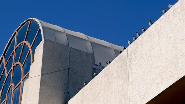 Row of pigeons perching on the roof of an urban building on a sunny day in Zamora city, Mexico