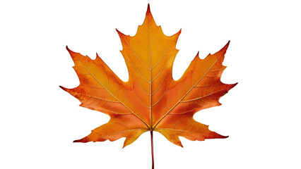 Naklejka na ściany i meble maple leaf isolated on a transparent background. autumn maple leaf 