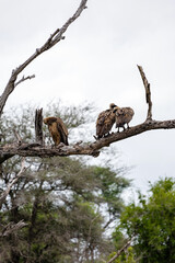 Three birds White-backed African vulture on dry branch in forest. Kruger National Park, South Africa. Animal wildlife bird background. Safari at savanna
