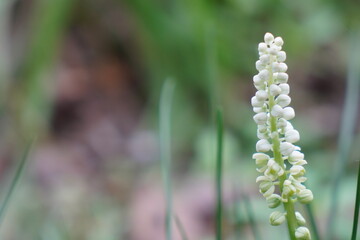 Background of blooming flowers. closeup nature view of green leaf and palms background. Flat lay, dark nature concept. abstract green leaf texture