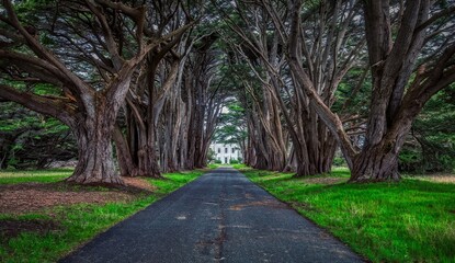 Cypress tree tunnels with trunk close-up