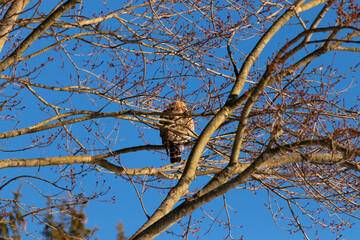 This beautiful red-shouldered hawk is perched in the tree trying stay hidden from his prey. The white speckles of his feathers stand out. The branches are without leaves due to the Fall season.