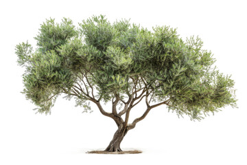 Olive tree isolated from white or transparent background