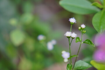 Background of blooming flowers. closeup nature view of green leaf and palms background. Flat lay, dark nature concept. abstract green leaf texture