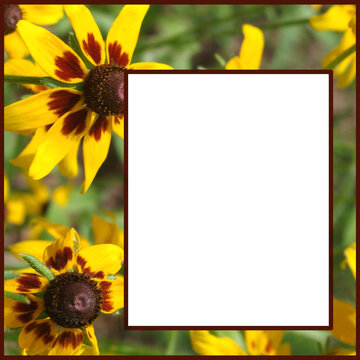 Square black-eyed susan framed closeup with off-center rectangular cutout for text, graphic or photo  