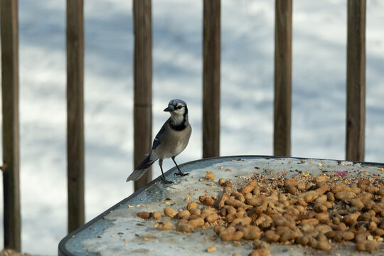 This beautiful blue jay came to the glass table for some food. The pretty bird is surround by peanuts. This is such a cold toned image. Snow on the ground and blue colors all around.