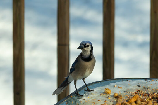This beautiful blue jay came to the glass table for some food. The pretty bird is surround by peanuts. This is such a cold toned image. Snow on the ground and blue colors all around.