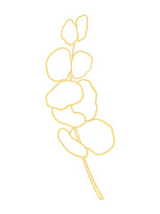 eucalyptus gold isolated on white background