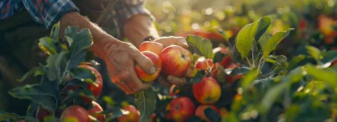 Fotobehang Sunny Orchard Harvest: Capturing the Hands of a Farmer Gathering Apples in the Sunshine © Fernando Cortés