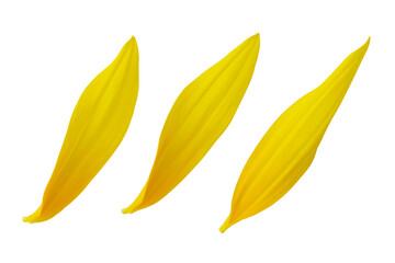 Yellow sunflower petals isolated on white background, top view. Three sunflower petals isolated on white background. Fresh yellow sunflower petals.