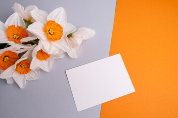 Daffodil flowers on a colored background. Place for text. Flower card. Congratulations on the holiday. Women's or Mother's Day
