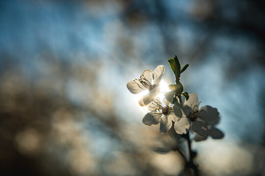 flower on a tree