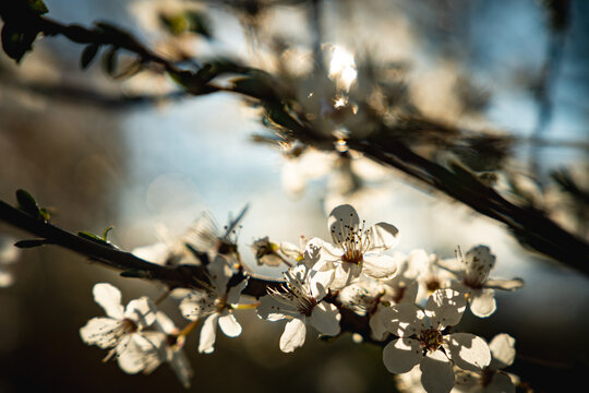 spring blossom in the morning