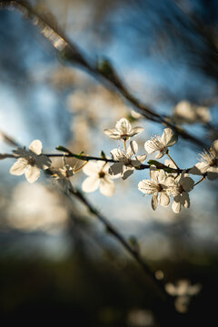 spring in the spring