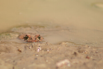 Western Toad (Anaxyrus boreas) Peeking Out of Muddy Puddle with Space for Text
