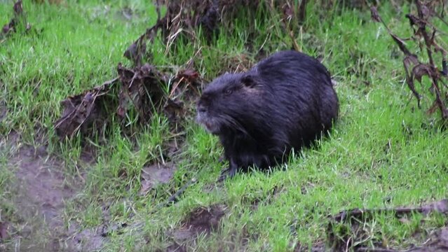 Black nutria at river shore grooming its wet fur and showing long teeth of nutria beaver or river rat is an invasive species introduced in europe for fur as rodent muskrat at green riverside at shore