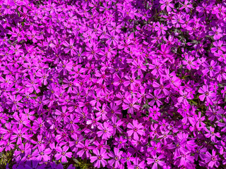 pink phlox flowers cover the ground like a carpet in the park