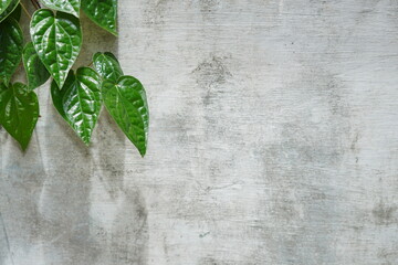 Wall background with light green leaves edged. Closeup nature view of green leaf and palms...