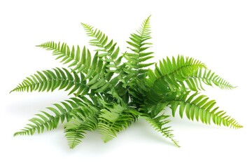 potted houseplant - Boston fern over white background. Plant leaves png isolated