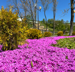 pink phlox flowers cover the ground like a carpet in the park