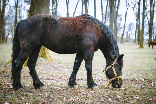 horse and foal