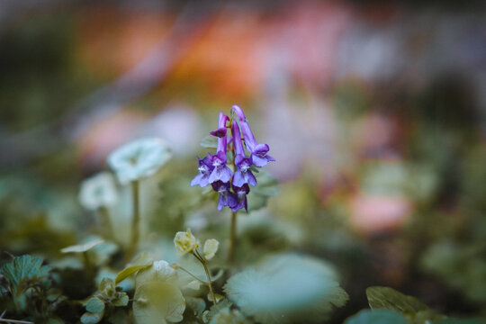 blue and white flowers
