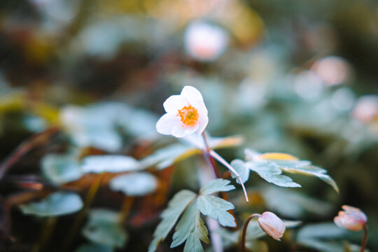 white flower in the garden